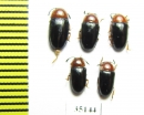 Triplax russica  Russia, Tver reg. - INSECTS-STORE.RU