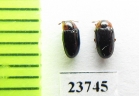 Triplax tatjanae  Russia, Far East - INSECTS-STORE.RU