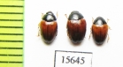 Tritoma mimetica  Canada - INSECTS-STORE.RU