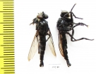 Asilidae sp.  Panama - INSECTS-STORE.RU