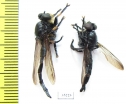 Asilidae sp.  Panama - INSECTS-STORE.RU
