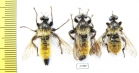 Asilidae, Laphria flava, pair  Russia, Tver reg. - INSECTS-STORE.RU