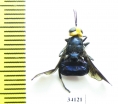 Diptera sp.  Ecuador - INSECTS-STORE.RU