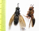 Diptera sp.  Honduras - INSECTS-STORE.RU