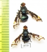 Diptera sp.  Indonesia, Sumatra - INSECTS-STORE.RU