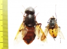 Diptera sp.  Panama  33/21 mm - INSECTS-STORE.RU