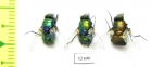 Diptera sp.  South Africa Rep. - INSECTS-STORE.RU