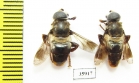 Diptera sp.  Tanzania - INSECTS-STORE.RU