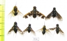Bombyliidae sp.  Russia, Tver reg. - INSECTS-STORE.RU