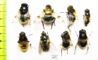 Diptera sp.  Russia, Tver reg. - INSECTS-STORE.RU