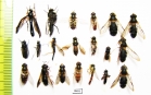 Diptera sp.  Russia, Tver reg. - INSECTS-STORE.RU