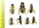 Diptera sp.  Russia, Tver reg. - INSECTS-STORE.RU