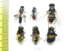 Diptera sp.  Russia, Tver reg. - INSECTS-STORE.RU