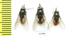 Diptera sp.  Russia, Tver reg. - INSECTS-STORE.RU
