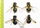 Diptera sp.  Russia, Daghestan reg. - INSECTS-STORE.RU