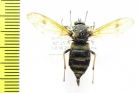 Diptera sp.  Russia, Far East - INSECTS-STORE.RU
