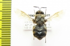 Diptera sp.  Russia, Far East - INSECTS-STORE.RU