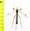 Tipulidae sp.  Russia, Tver reg. - INSECTS-STORE.RU