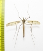 Tipulidae sp.  Russia, Tver reg. - INSECTS-STORE.RU