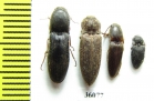 Elateridae sp.  Thailand - INSECTS-STORE.RU