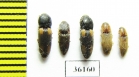 Elateridae sp.  Thailand - INSECTS-STORE.RU
