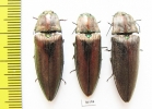 Elateridae sp.  Thailand - INSECTS-STORE.RU
