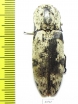 Paracalais macleayi  Australia - INSECTS-STORE.RU