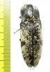 Paracalais macleayi  Australia - INSECTS-STORE.RU