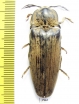 Elateridae sp.  Sudan - INSECTS-STORE.RU