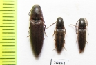 Elateridae sp.  South Africa Rep. - INSECTS-STORE.RU