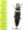 Elateridae sp.  South Africa Rep.   - INSECTS-STORE.RU