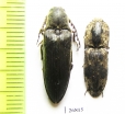 Elateridae sp.  South Africa Rep.   - INSECTS-STORE.RU