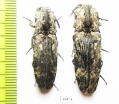 Elateridae sp.  South Africa Rep.   - INSECTS-STORE.RU