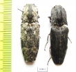 Elateridae sp.  South Africa Rep.   - INSECTS-STORE.RU