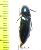 Elateridae sp.  Zanzibar isl. - INSECTS-STORE.RU