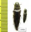 Elateridae sp.  Panama - INSECTS-STORE.RU