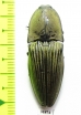 Elateridae sp.  Panama - INSECTS-STORE.RU
