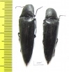 Elateridae sp.  Panama - INSECTS-STORE.RU