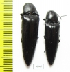 Elateridae sp.  Panama - INSECTS-STORE.RU