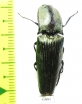 Elateridae sp.  Panama - INSECTS-STORE.RU
