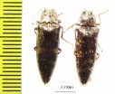 Elateridae sp.  Panama - INSECTS-STORE.RU