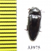 Elateridae sp.  Panama - INSECTS-STORE.RU