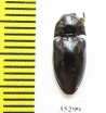 Elateridae sp.  Panama - INSECTS-STORE.RU
