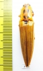 Elateridae sp.  Ecuador - INSECTS-STORE.RU