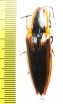 Elateridae sp.  Mexico - INSECTS-STORE.RU