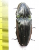 Elateridae sp.  Mexico - INSECTS-STORE.RU