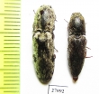 Elateridae sp.  Honduras - INSECTS-STORE.RU