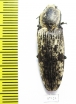 Elateridae sp.  Honduras - INSECTS-STORE.RU