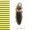 Elateridae sp.  Colombia - INSECTS-STORE.RU