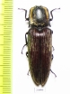 Elateridae sp.  Costa Rica - INSECTS-STORE.RU
